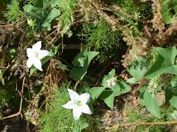 Image result for Coccinia sessilifolia