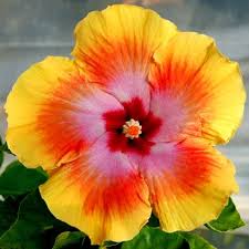 We did not find results for: Pin On Beautiful Flowers