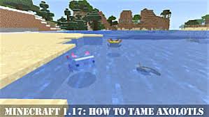 In the new minecraft 1.17 caves and cliffs update they introduc. Minecraft 1 17 How To Tame Axolotls In Caves And Cliffs Minecraft