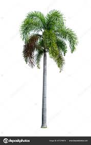 Image result for Wodyetia bifurcata