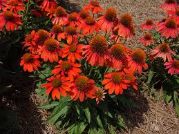A wide variety of echinacea seeds options are available to you Coneflowers Provide Summer Color Year After Year