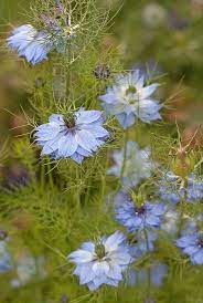 Pin On Purple And Blue Flowers