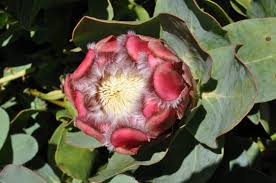 Image result for Protea gaguedi
