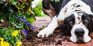 How To Stop Dogs From Eating Dirt Dogexpress