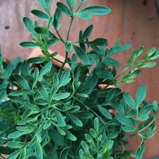 Image result for Ruta graveolens
