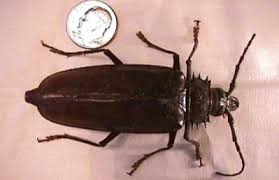 You can't step on it and squish it, i've seen cars run over them and they just kind of walk away. Gibson Palo Verde Root Borers Just Come With The Season Home And Hearth Pinalcentral Com