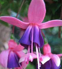 Hardy Fuchsia Chillerton Beauty Fuchsia Garden Hardy Fuschia Fuchsia Flower