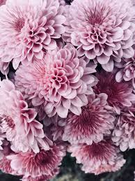 Pink Flowers Background Pink Flowers Background Beautiful Flowers Wallpapers Flower Backgrounds