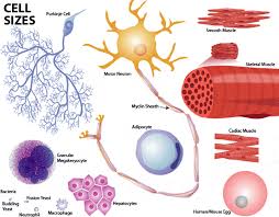 A yeast cell is the biggest followed by the bacteruim then the virus the virus is easily the smallest it yeast cells have many organelles in common with both animal and plant cells but it is very difficult viruses are, by far, the smallest. Does The Size Of A Cell Have Any Relation With The Size Of The Organism Quora