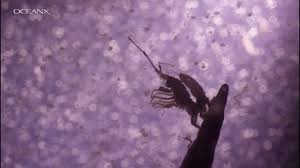 Maybe you would like to learn more about one of these? Hewan Laut Sebagai Penyerap Karbon Lautan Apakah Melindungi Mereka Dapat Membantu Memperlambat Perubahan Iklim