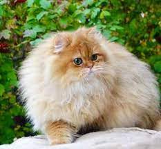 Top 150 Best Long Haired Cat Names Petpress