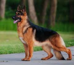 Top 200 Male And Female German Dog Names With Meanings Petpress In 2020 German Sheperd Dogs German Dogs German Dog Names