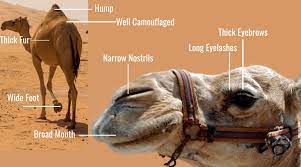 Protect it from getting burn when it kneels on the hot desert sand. Animal Adaptations Complete Guide Types Of Animal Adaptation With Examples