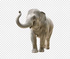 Ilustrasi gajah mandala, seniman tato mandala ganesha elephant, ganesha, ungu, biru png. Gajah Afrika Gajah Binatang Hidung Panjang Gajah Png Pngwing