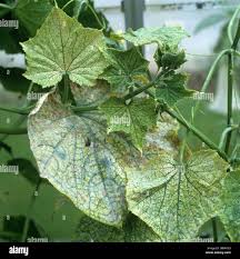 Image result for spider mites on cucumbers