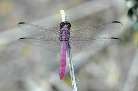 Image result for Rutidea orientalis