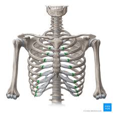 The ribs form the main structure of the thoracic cage protecting the thoracic organs, however their main function is. Costochondral Joint Junction Anatomy Function Kenhub
