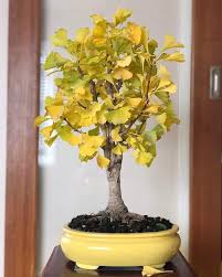 Everest Bonsai Nepal Posts Facebook