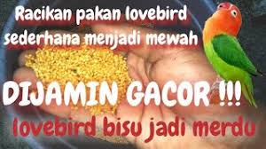 Pakan lovebird botolan ini cocok untuk. Pakan Lovebird Fighter Goldcoin Launching Ngingas Bc Cute766