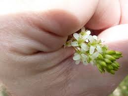 Image result for Turritis