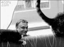 Bizar este ca nici macar el nu respecta regulile, premierul fiind surprins de mai multe ori fara masca sau la chef in guvern. Viktor Orban Gifs Tenor