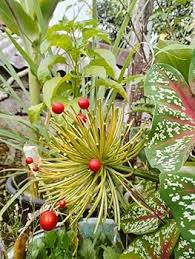 Image result for Scadoxus multiflorus