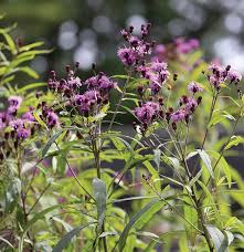 Image result for Vernonia natalensis