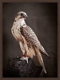 Tariq Dajani Saker Hunting Falcon Ii Lumas Bird Photography Hunting Animals Beautiful