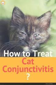 How To Treat Cat Conjunctivitis Kitten Eyes Cat Eye Infection Cat Care