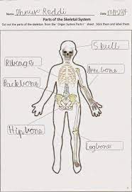 Happy Learners Human Body Organ Systems Human Body Organs Human Body Worksheets Human Body Systems