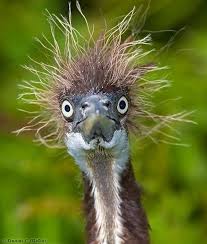 Search, discover and share your favorite baby bird gifs. Pin On Just For Grins N Giggles