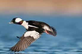 Water Birds Of Northern Michigan Bufflehead Bucephala Albeola Male Shiawassee River Saginaw County Michigan Saginaw Duck Hunting Waterfowl