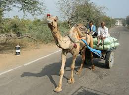 The child's umbilical cord is placed in a sac and tied around the neck of the camel. How To Make Camel Milk Profitable For Small Herders