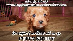 Photo is of our previous litter to indicated what puppies will look like. Red Cavapoo Puppies For Sale Georgia Atlanta At Lawrenceville Puppies For Sale Local Breeders