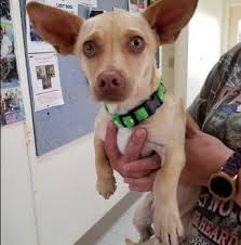 March 15Th in inyokern. ￼￼fundraiser for the Ridgecrest Animal Shelter