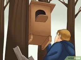Most people attach decoy owls to keep these rodents away. How To Attract Owls 11 Steps With Pictures Wikihow