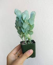 Pin On Plants I Want Someday
