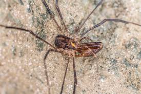 Image result for Landolphia robustior