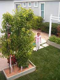 More Than One Fruit Tree In A Raised Bed It S Called The Backyard Orchard Backyard Orchard Fruit Trees Plants
