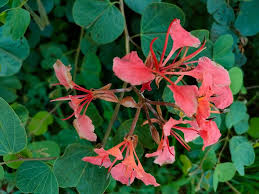 Image result for Habenaria galpinii