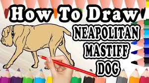All orders are custom made and most ship worldwide within 24 hours. How To Draw A Neapolitan Mastiff Dog Youtube