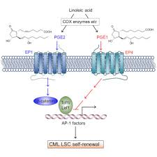 Pge1 is an interesting therapy that has several uses for medications and therapies. Prostaglandin E1 And Its Analog Misoprostol Inhibit Human Cml Stem Cell Self Renewal Via Ep4 Receptor Activation And Repression Of Ap 1 Sciencedirect