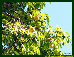 Image result for Antrocaryon