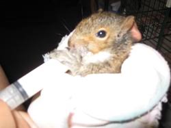 What To Feed A Baby Squirrel After It Weans Off Formula