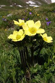 Pulsatilla Alpina Subsp Apiifolia Alpine Plants Alpine Flowers Plants