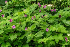 Image result for Rubus