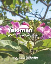 Image result for Delostoma