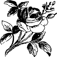 Batik merupakan pakaian tradisional khas indonesia yang cocok didesain dalam model apapun. All Photo Png Clipart Ornamen Bunga Mawar Hitam Putih Transparent Png Full Size Clipart 1083124 Pinclipart
