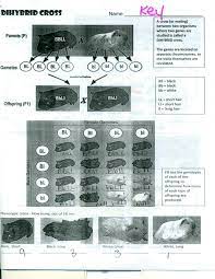 The phenotype ratio predicted for dihybrid cross is 9:3:3:1. Answer Key