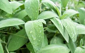 See the 5 easiest vegetables to store for more information. The 10 Best Herbs To Grow For Beginners David Domoney